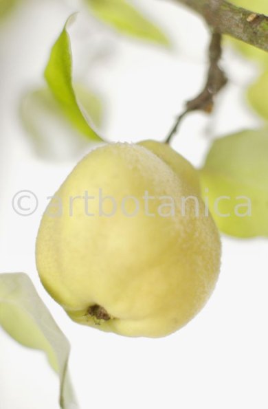 Quitte-Frucht-Cydonia-oblonga-6