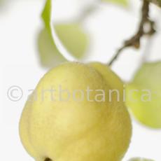 Quitte-Frucht-Cydonia-oblonga-24
