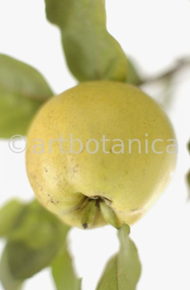 Quitte-Frucht-Cydonia-oblonga-38