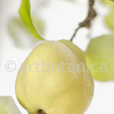 Quitte-Frucht-Cydonia-oblonga-6