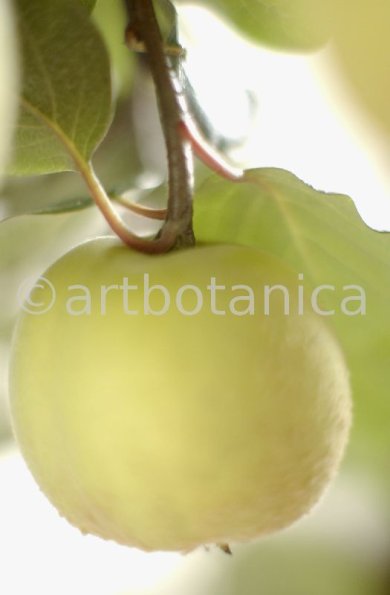 Quitte-Frucht-Cydonia-oblonga-7