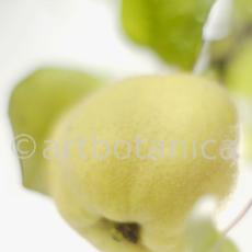 Quitte-Frucht-Cydonia-oblonga-30
