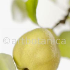 Quitte-Frucht-Cydonia-oblonga-22