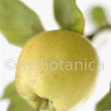 Quitte-Frucht-Cydonia-oblonga-40