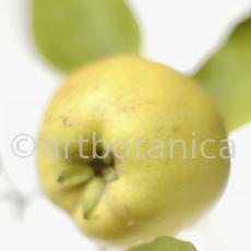 Quitte-Frucht-Cydonia-oblonga-35