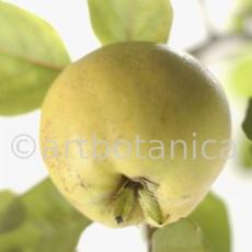 Quitte-Frucht-Cydonia-oblonga-37