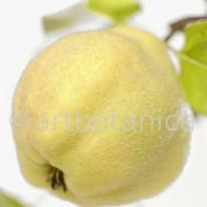 Quitte-Frucht-Cydonia-oblonga-25