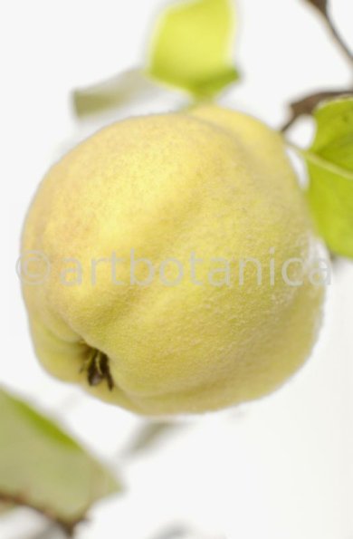 Quitte-Frucht-Cydonia-oblonga-25