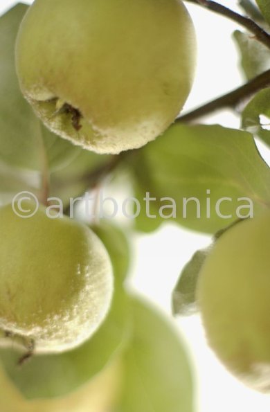 Quitte-Frucht-Cydonia-oblonga-5