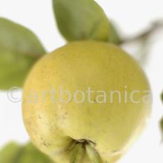 Quitte-Frucht-Cydonia-oblonga-38
