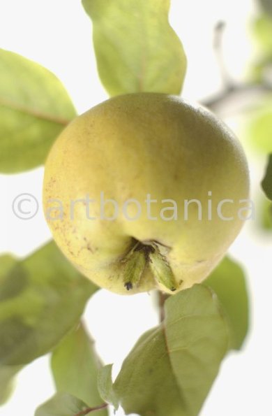 Quitte-Frucht-Cydonia-oblonga-37