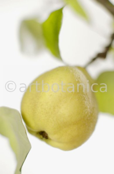 Quitte-Frucht-Cydonia-oblonga-22