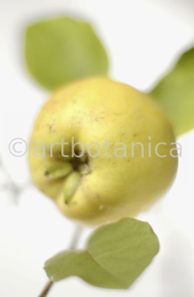 Quitte-Frucht-Cydonia-oblonga-35