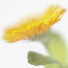 Ringelblume-Calendula-officinalis-45