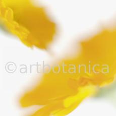 Ringelblume-Calendula-officinalis-17
