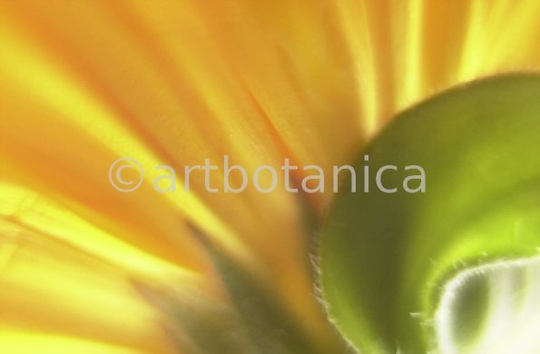 Ringelblume-Calendula-officinalis-13