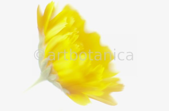 Ringelblume-Calendula-officinalis-68