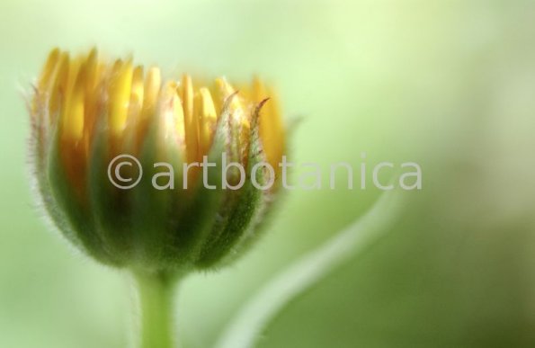 Ringelblume-Calendula-officinalis-73