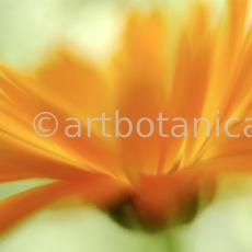 Ringelblume-Calendula-officinalis-71