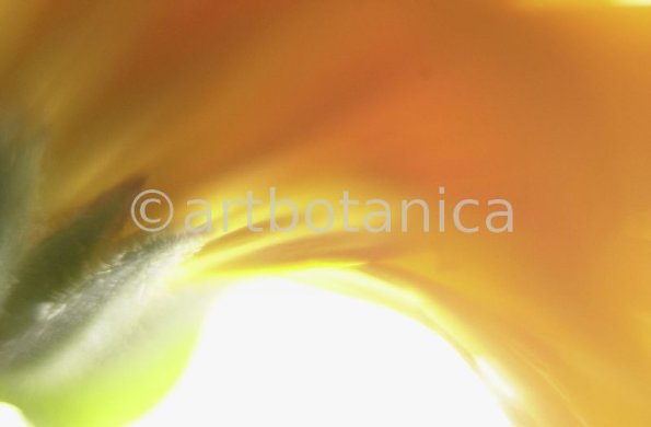 Ringelblume-Calendula-officinalis-14