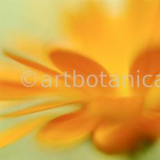 Ringelblume-Calendula-officinalis-70
