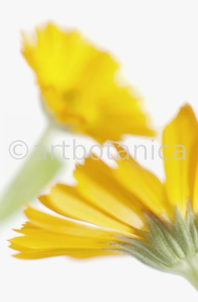 Ringelblume-Calendula-officinalis-19