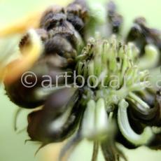 Ringelblume-Calendula-officinalis-79