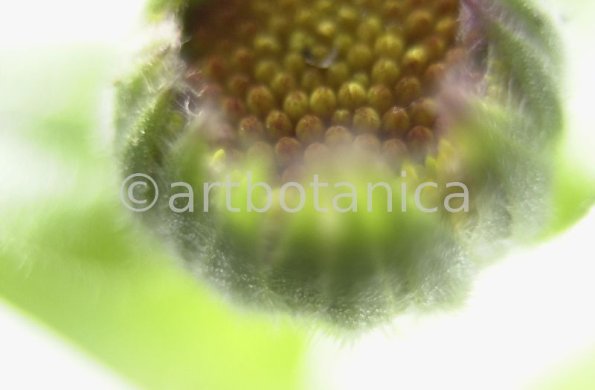Ringelblume-Calendula-officinalis-11