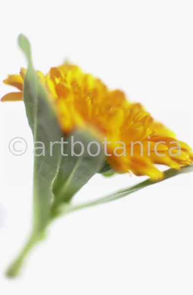 Ringelblume-Calendula-officinalis-4