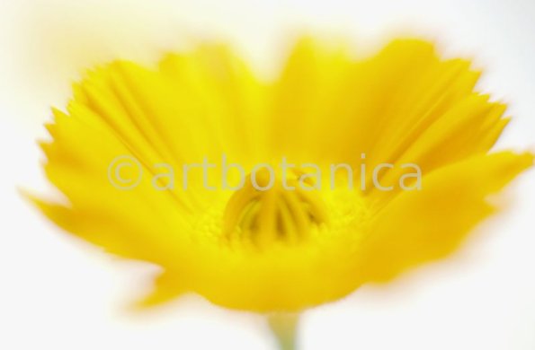 Ringelblume-Calendula-officinalis-29