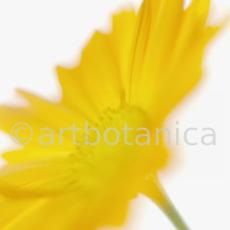 Ringelblume-Calendula-officinalis-65