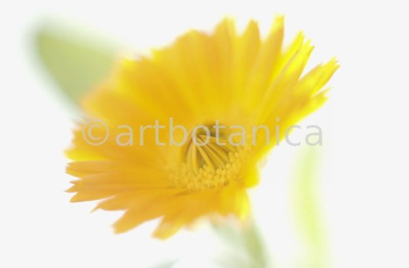 Ringelblume-Calendula-officinalis-40