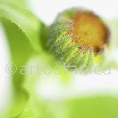 Ringelblume-Calendula-officinalis-9