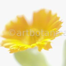 Ringelblume-Calendula-officinalis-41