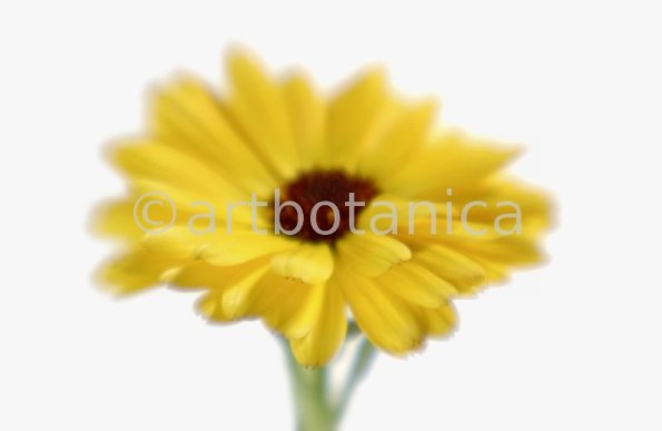 Ringelblume-Calendula-officinalis-100