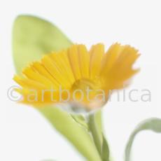 Ringelblume-Calendula-officinalis-39