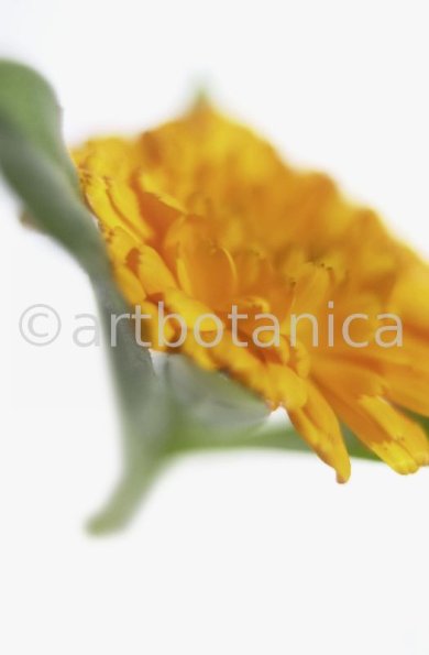 Ringelblume-Calendula-officinalis-6