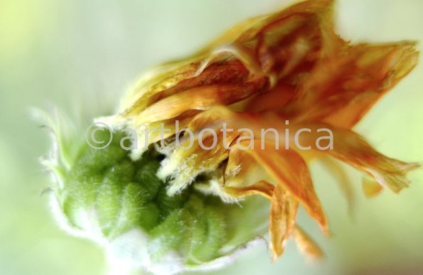 Ringelblume-Calendula-officinalis-78