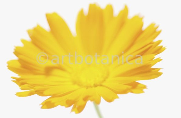 Ringelblume-Calendula-officinalis-23