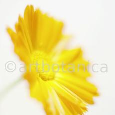 Ringelblume-Calendula-officinalis-56