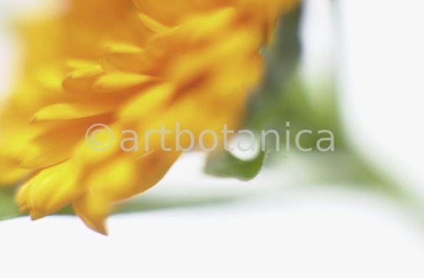 Ringelblume-Calendula-officinalis-10