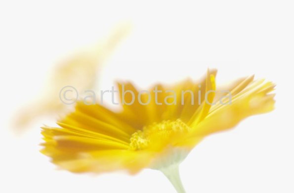 Ringelblume-Calendula-officinalis-58