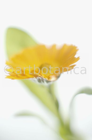 Ringelblume-Calendula-officinalis-38