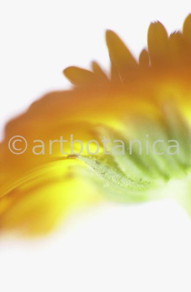 Ringelblume-Calendula-officinalis-1