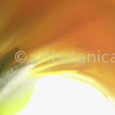 Ringelblume-Calendula-officinalis-14