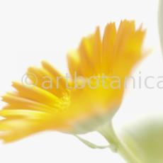 Ringelblume-Calendula-officinalis-36