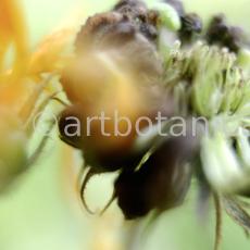 Ringelblume-Calendula-officinalis-80