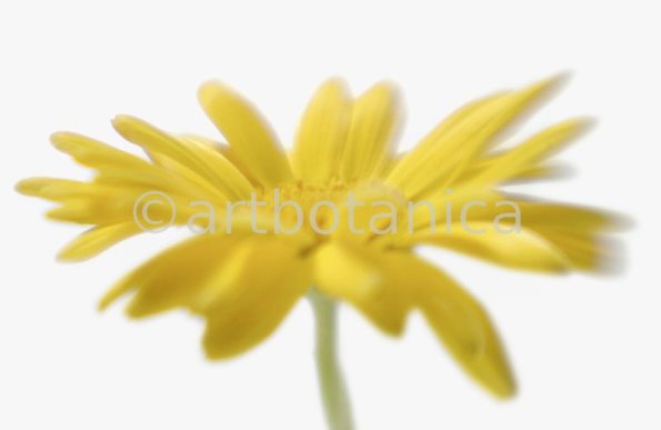 Ringelblume-Calendula-officinalis-92