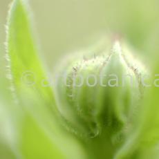 Ringelblume-Calendula-officinalis-84