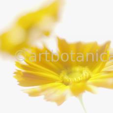 Ringelblume-Calendula-officinalis-59